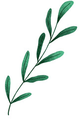 green leaves on white background