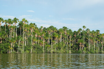 Fototapeta na wymiar Sandoval lake view background wallpaper with sky, forest and water. Open space area.