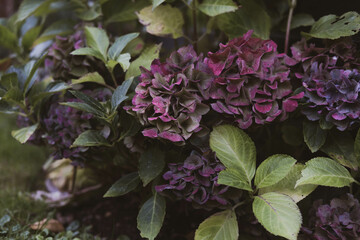 Burgundy hydrangea big blooms with rich green leaves in a beautiful soft light. 