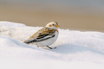 ユキホオジロ　冬の北海道可愛い動物・鳥