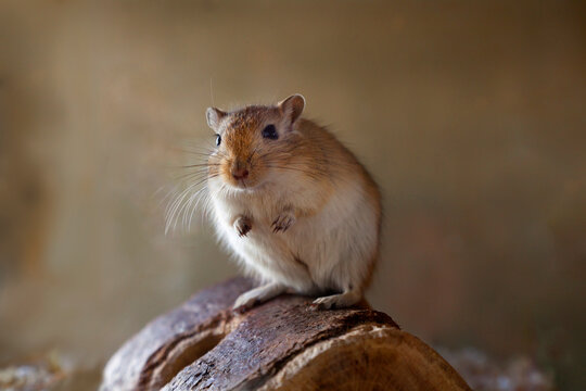 Gerbil, desert rat, sitting on wood close up 