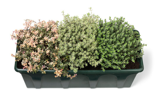 Plant pot with a variation of different fresh thyme plants isolated on white background