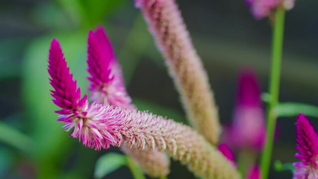 Detail of Purple Cat's Tail plant in a tropical garden