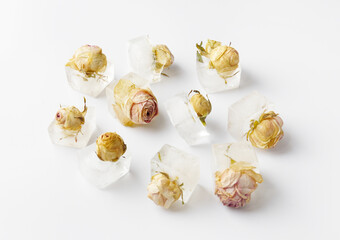 Rose buds in ice cubes on white isolated
