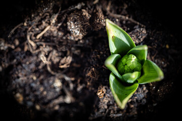 Thick leaves of hyacinth bulb just emerged from fertile soil