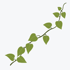 Floral ivy drawing decorative ornament flat design.