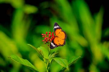 Image of a butterfly on the flower with blurry background.