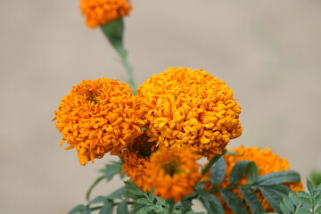 Beautiful flowers, the color of life