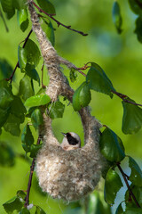 Penduline tit, Remiz pendulinus, peeking out of nest in morning sun. Bird building unique nest. European nature.