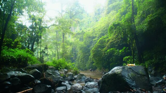 Stones lying in the river with a water flowing along the stones from a mountain river with fain forest.