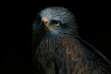black kite