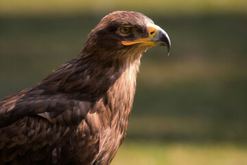 golden eagle