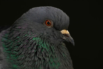 close up of a pigeon