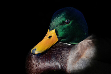 duck