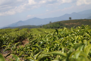 
tea plantation, 