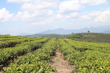 Fototapeta na wymiar tea plantation, 