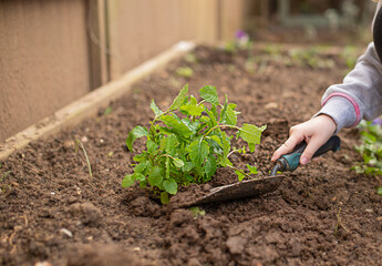 kid doing gardening, planting herbs, mint in the garden in spring, close up.