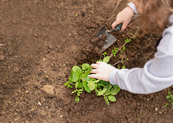 kid doing gardening, planting herbs, mint in the garden in spring, close up.
