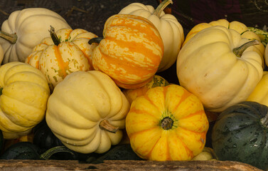 Multi-colored small pumpkins in the autumn market.