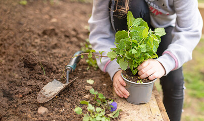 kid doing gardening, planting herbs, mint in the garden in spring, close up.