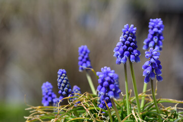 Fototapeta premium 紫色のムスカリの花（埼玉県/3月）