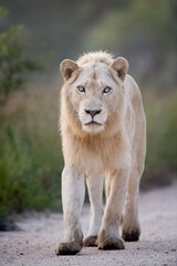 white lion