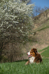 Dog lies on green grass next to blooming apple or cherry tree in early spring and poses. Full-length portrait on sunny day. Hiking in mountains with pet. Brown Australian Shepherd is companion dog.