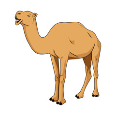 Camel vector illustration on white, cartoon, animal cartoon