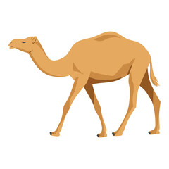 Camel vector illustration on white, cartoon