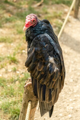 Vautour