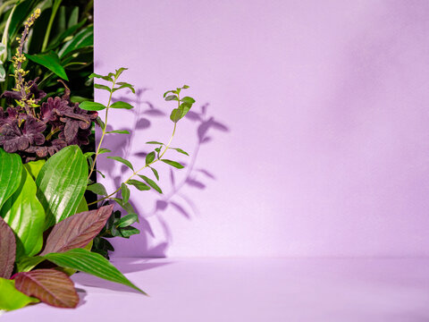 Minimal floral advertising background. Empty purple podium for product display with lilac plant and leaves on the side. Botanical concept is perfect for cosmetics, accessory or makeup showcase.