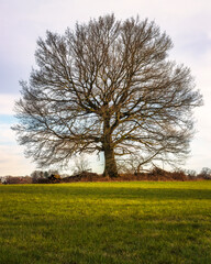 Portrait eines Baumes ohne Blätter auf einer Wiese im März