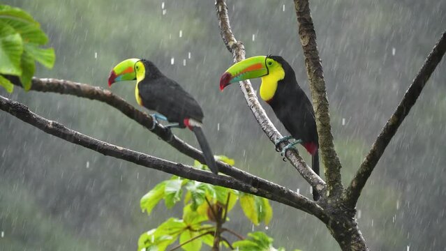 Vibrant and Colorful Keel-billed toucan, Ramphastos sulfuratus, in the rain in Costa Rica