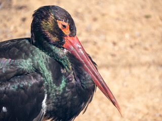 A beautiful black stork with a red beak got ready for bed