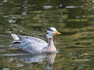Grey ducks Gadwalls ANAS strepera Lake in Russia