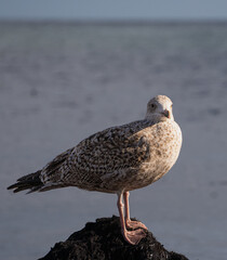 Möwe am Strand