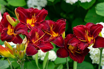 Beautiful dark burgundy daylily flower in the garden on a flower bed.