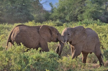 Naklejka na ściany i meble two young male african elephants play-fighting in the wild bushes of buffalo springs national reserve, kenya