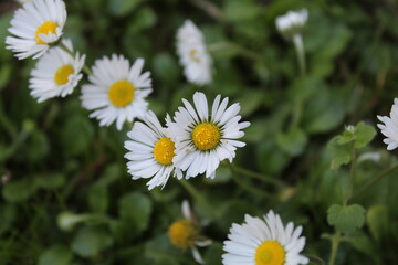 Bellis perennis - Detailed closeup of white daisy flower