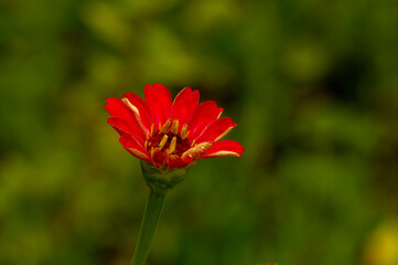 Close up of Zinnia elegans flower blooming in a sunny day, shallow focus