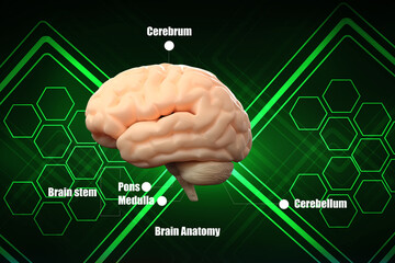 3d illustration Human health brain 

