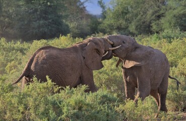Fototapeta premium young male african elephants sparring to test strength and dominance engaged in headlock in the wild savannah of buffalo springs national reserve, kenya