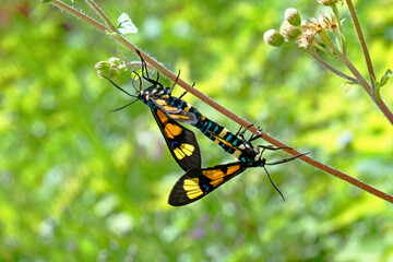 mating tiger moth