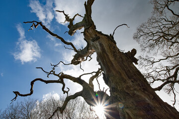 Old twisted oak tree, sunburst peeps through the branches against a blue cloudy sky. Strong and...