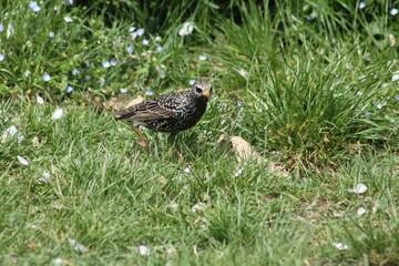 Closeup of European starling walking on grass with selective focus on foreground