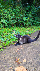 Naklejka premium white-nosed coati eating an apple