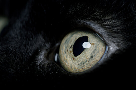 black cat's eye green macro