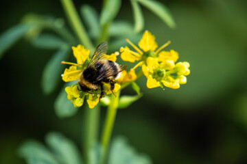 Bumblebee on yellow flower