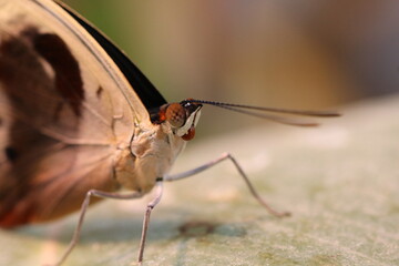 butterfly on a leaf