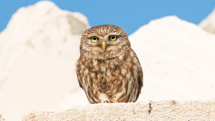 great horned owl